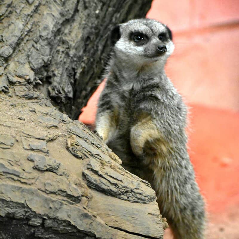 Outdoor Adventure Play