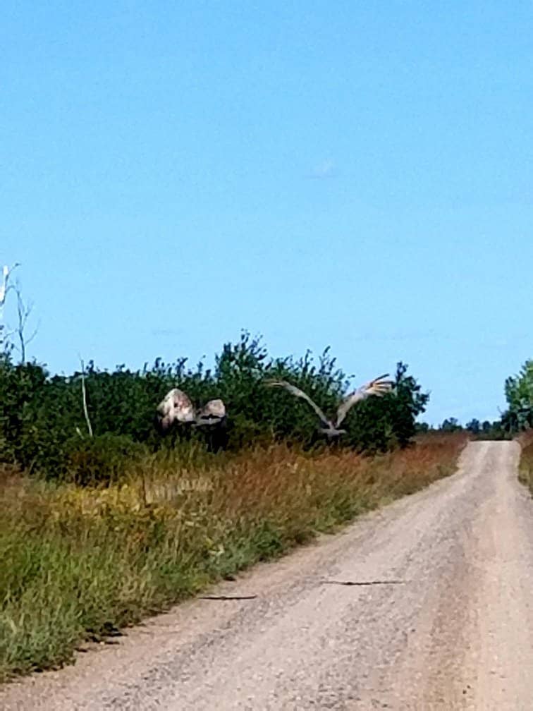 Prairie Wildlife Drive