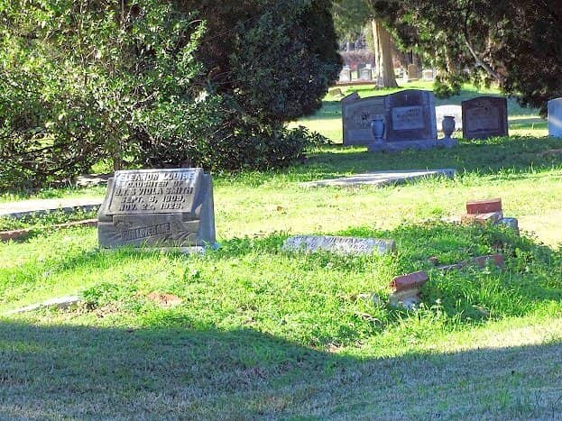 Spanish Moss Draped Trees