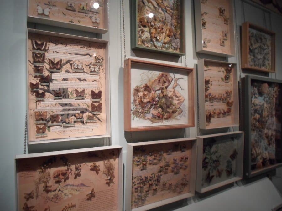 La Maison des papillons - múzeum motýľov