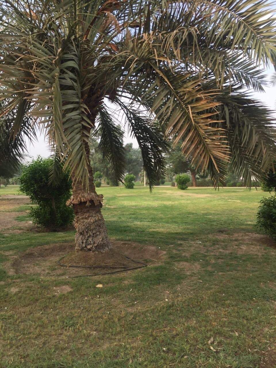 حديقة الصداقة والسلام  الشويخ