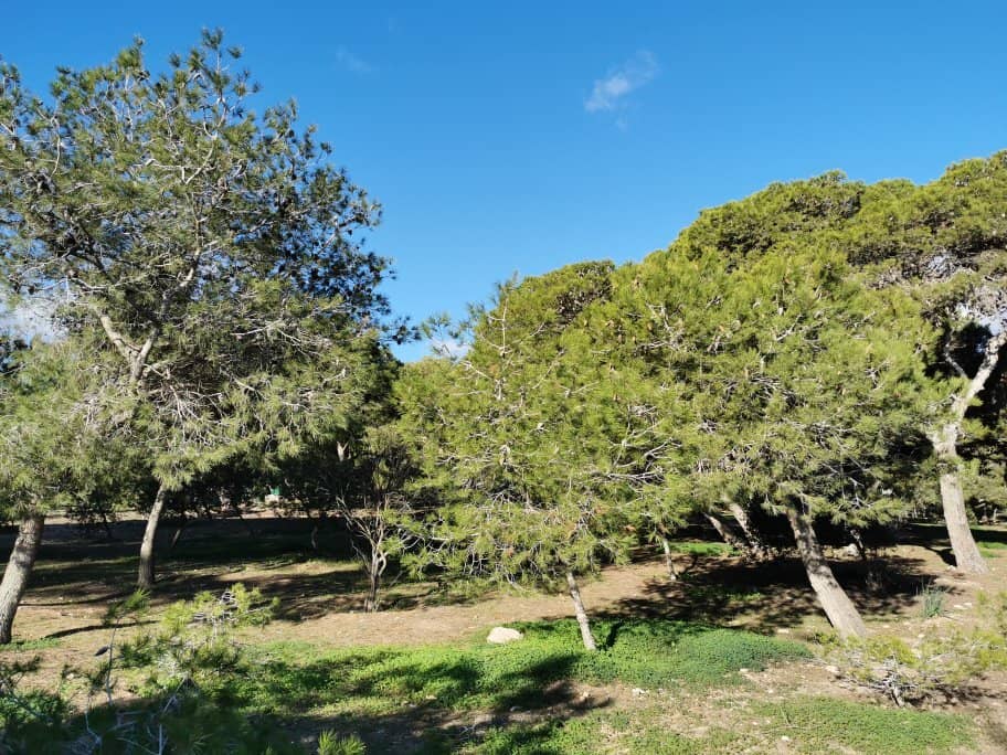 Rostrogordo Fort