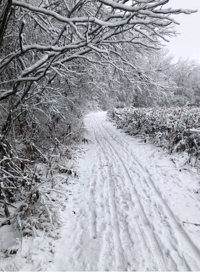 Wooded and Wetland Trails