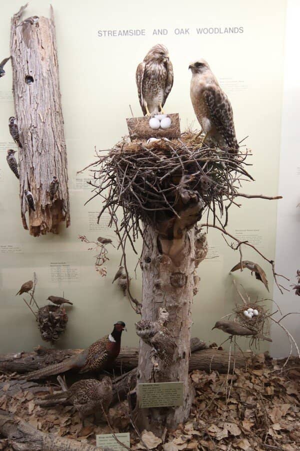 Local Natural History