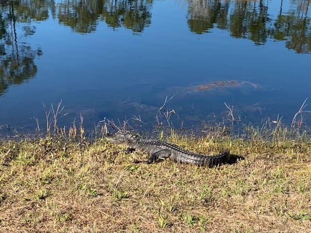 Impeccably Maintained Greens