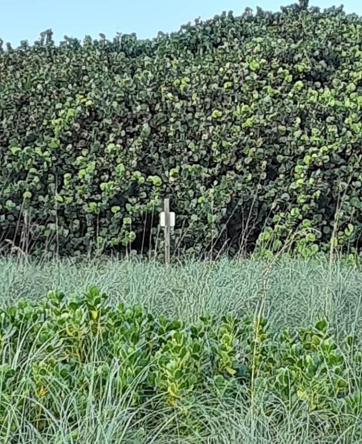 Green Turtle Nesting Site