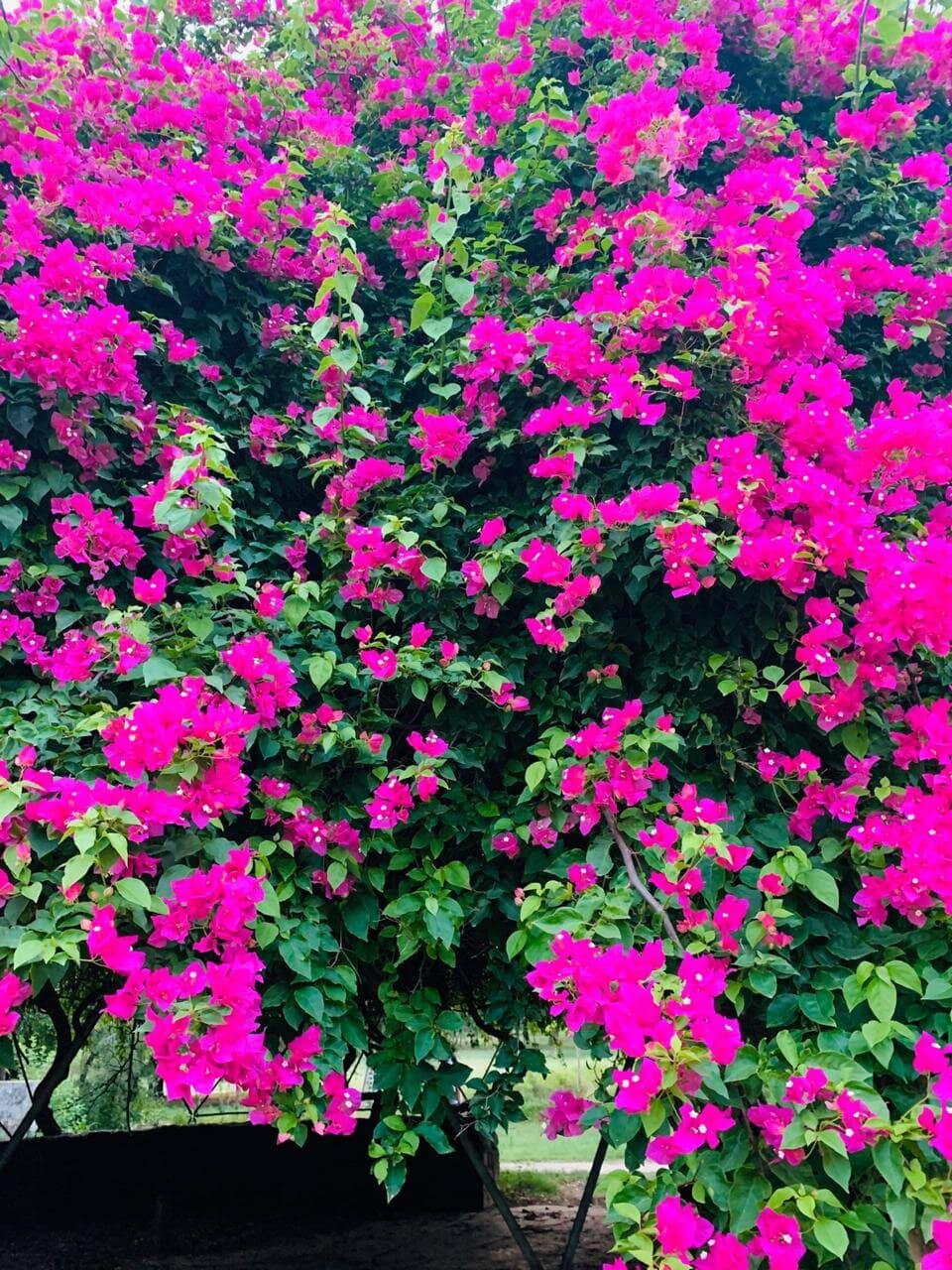 Vibrant Bougainvillea Blooms
