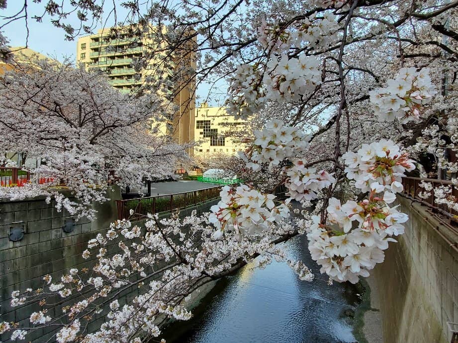 Cherry Blossom Promenade