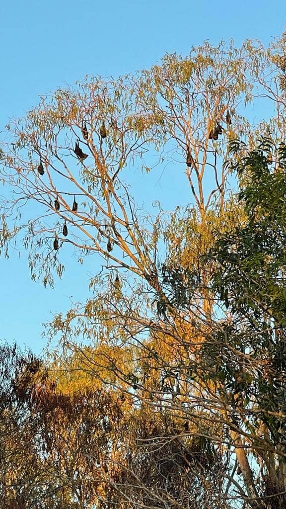 Protected Rainforest