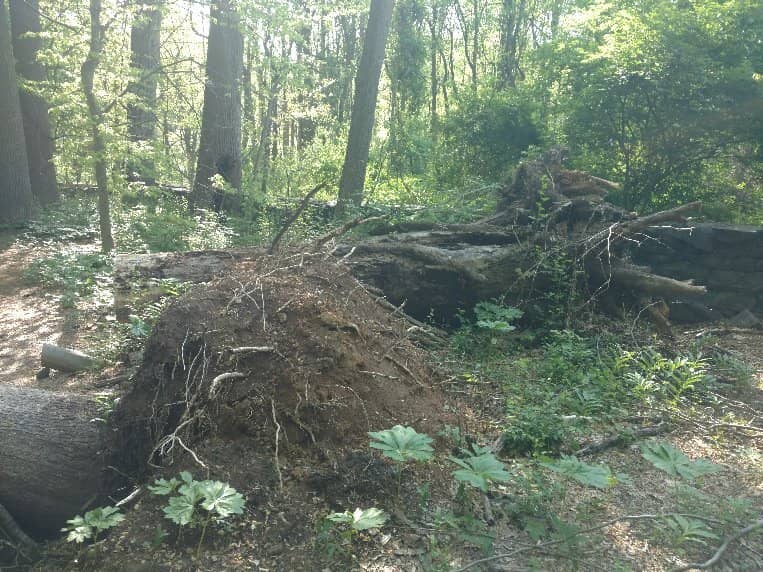 Tulip Poplar Forest