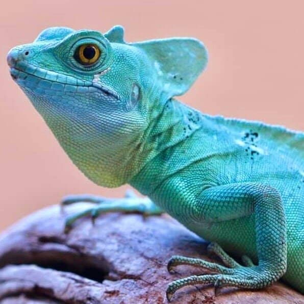 Sea Turtle Interaction