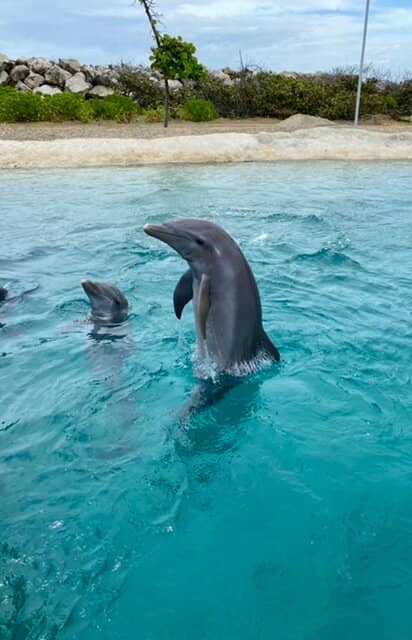 Shark Encounter
