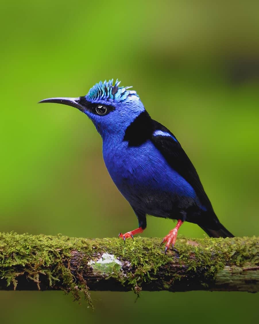 Reforestation Sanctuary