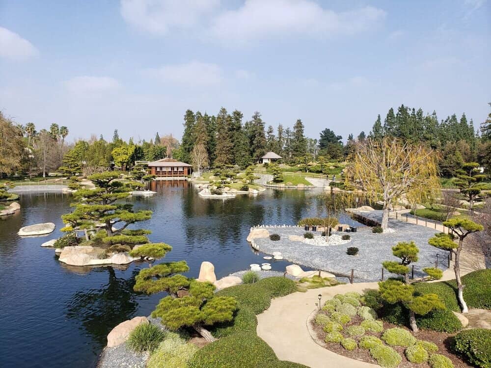 Cherry Blossoms (Sakura)