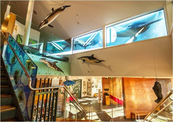 Curious Contraptions