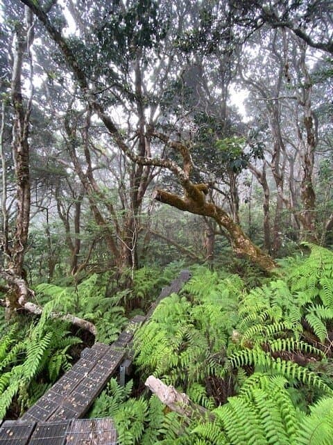 The boardwalk through the Preserve