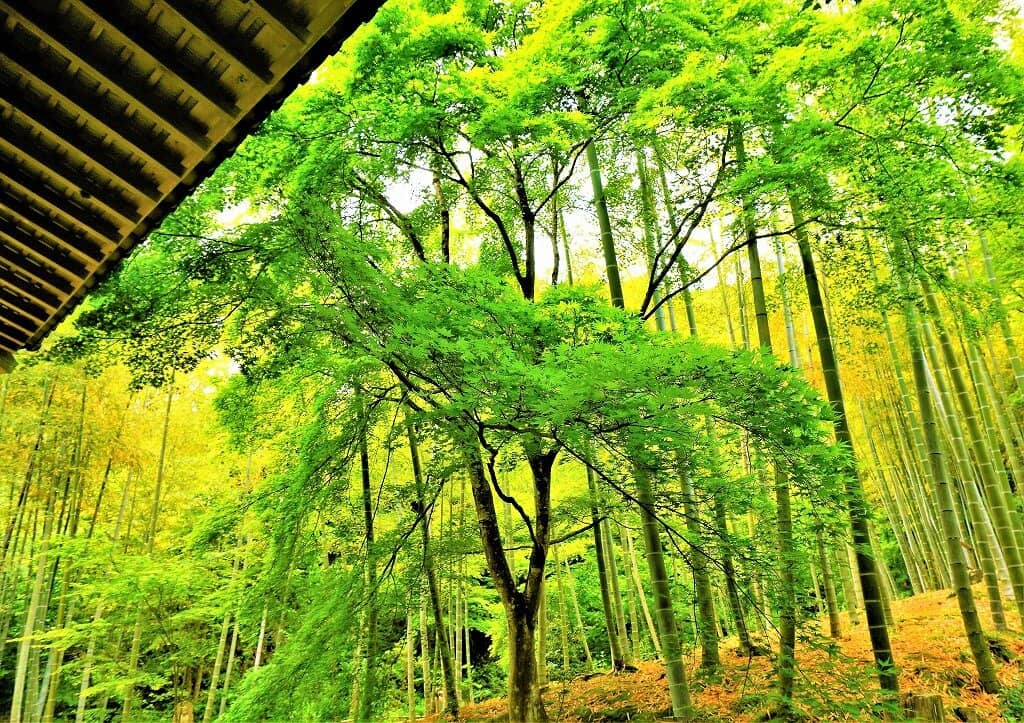 Autumn Foliage Spectacle