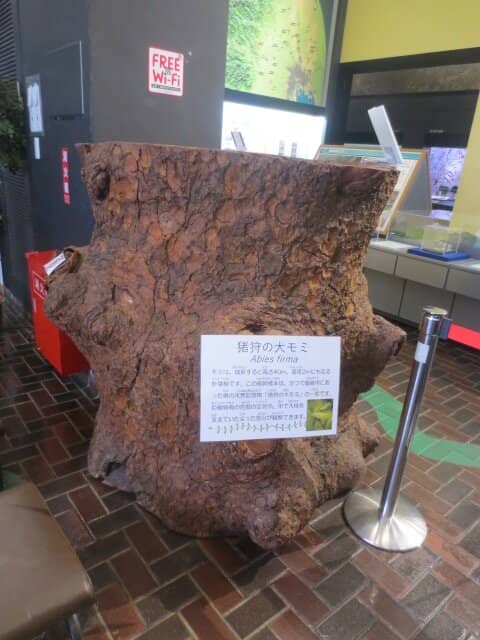 Taxidermy Collection