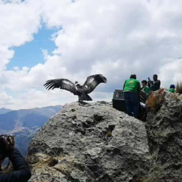 Andean Condor Flight Therapy