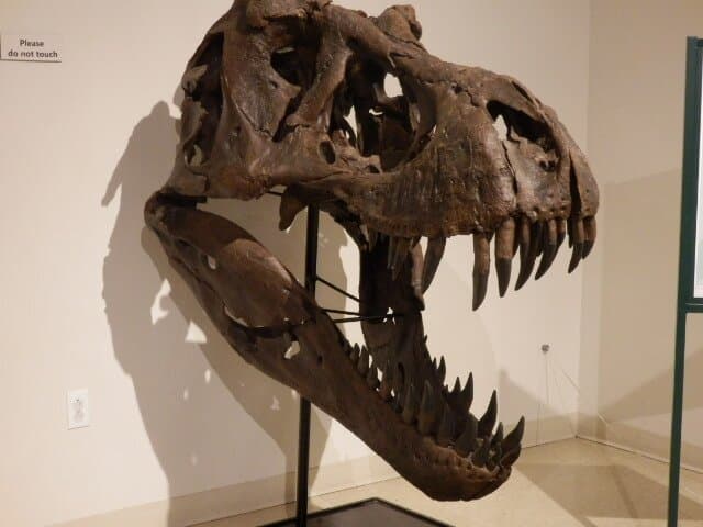 T-Rex skull