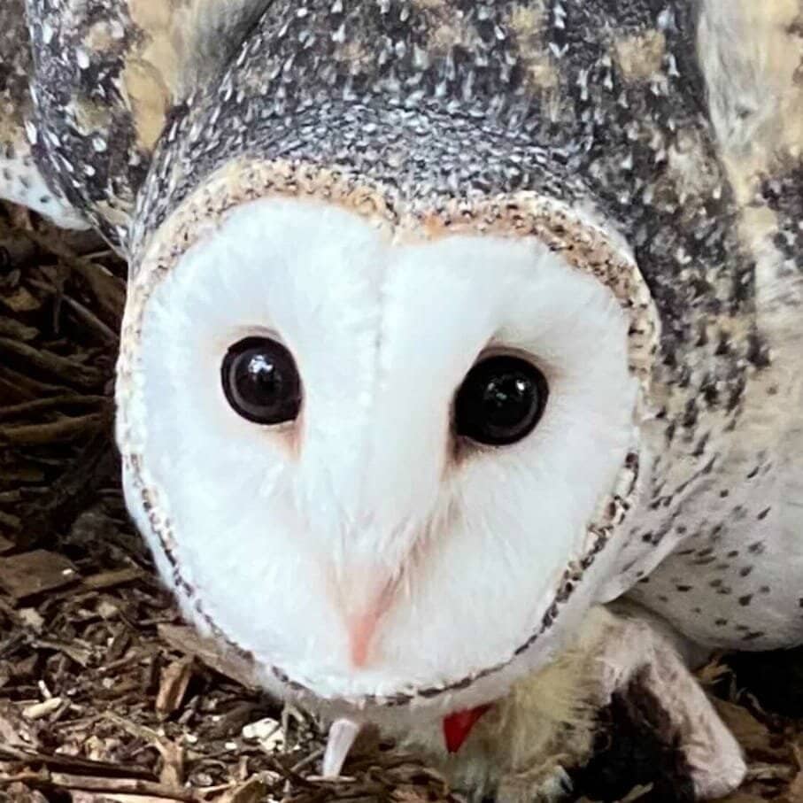Interactive Animal Encounters
