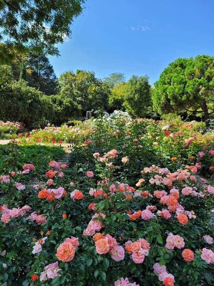 Beautiful Rosarium