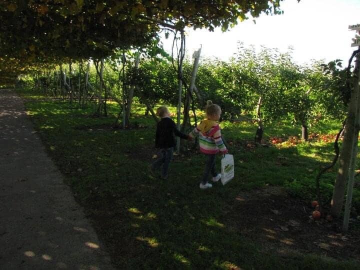 Cider Donut Delights