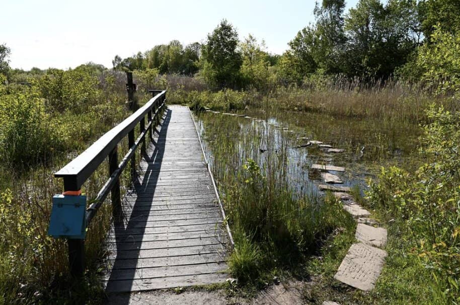 Wetland Wonders