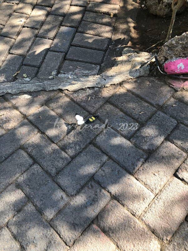 Sunrise and Sunset Spectacle