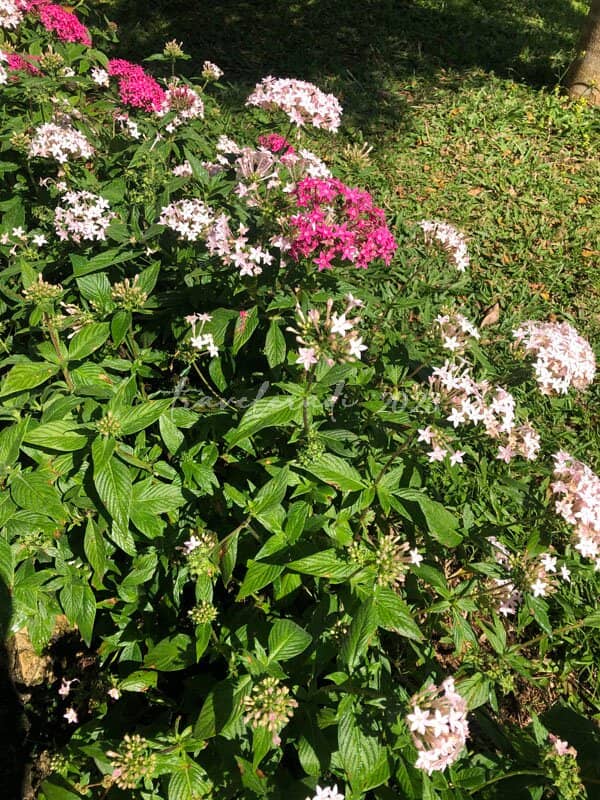 Panoramic City Views