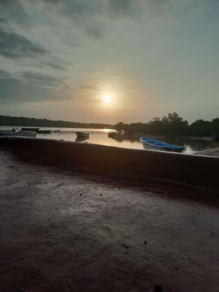 Mangrove Ecosystem