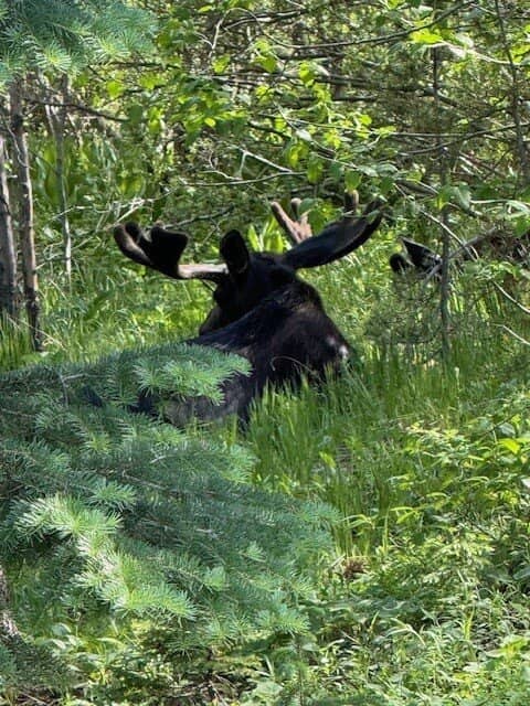 Creek with Waterfalls