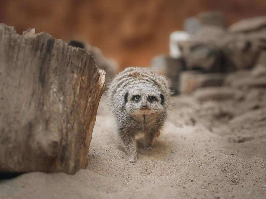 Diverse Wildlife Encounters