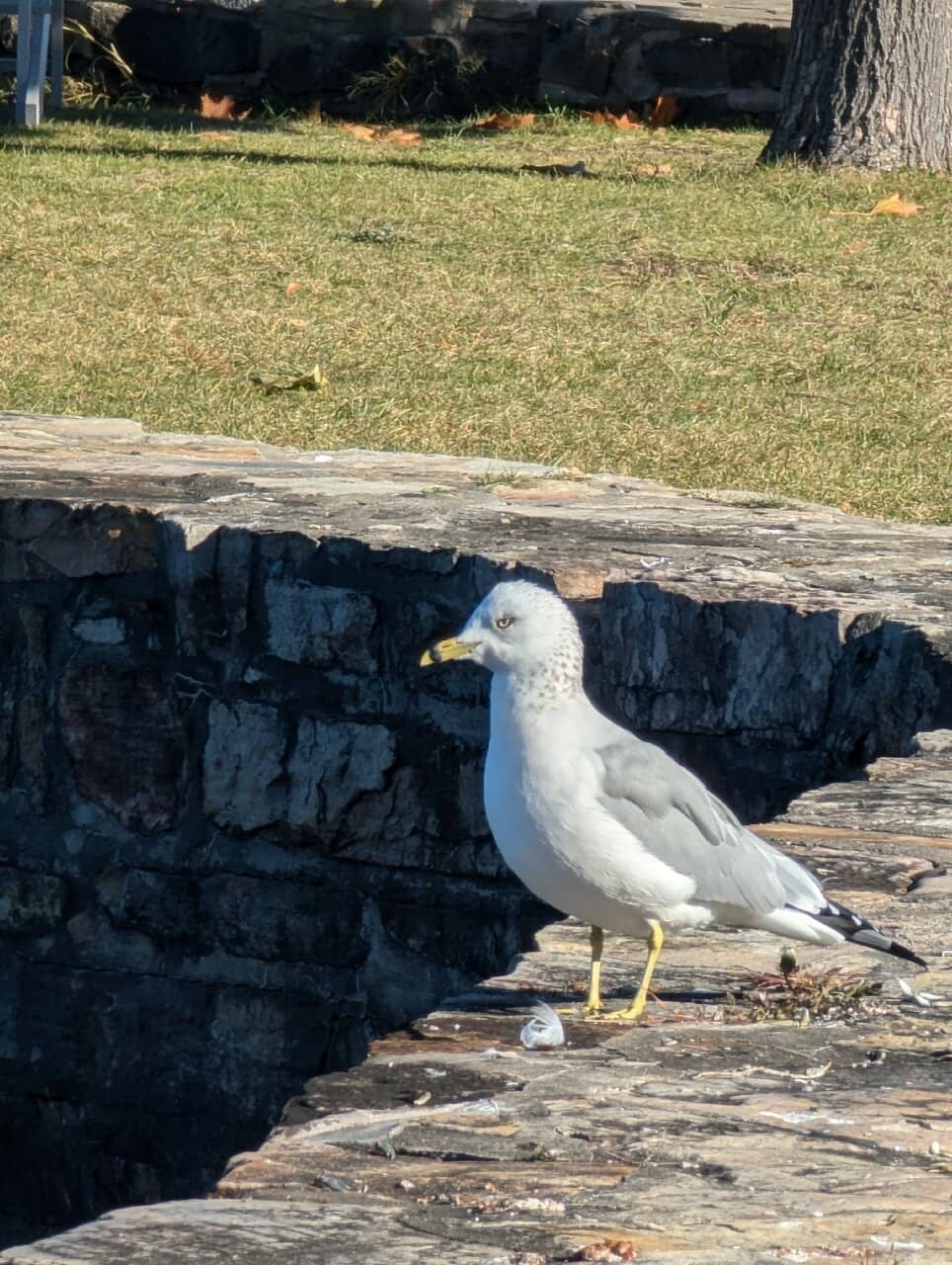 Seasonal Swimming Beach
