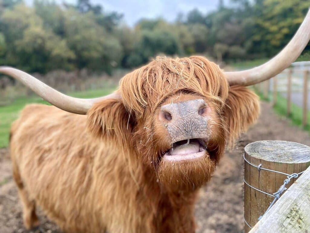 Highland cow