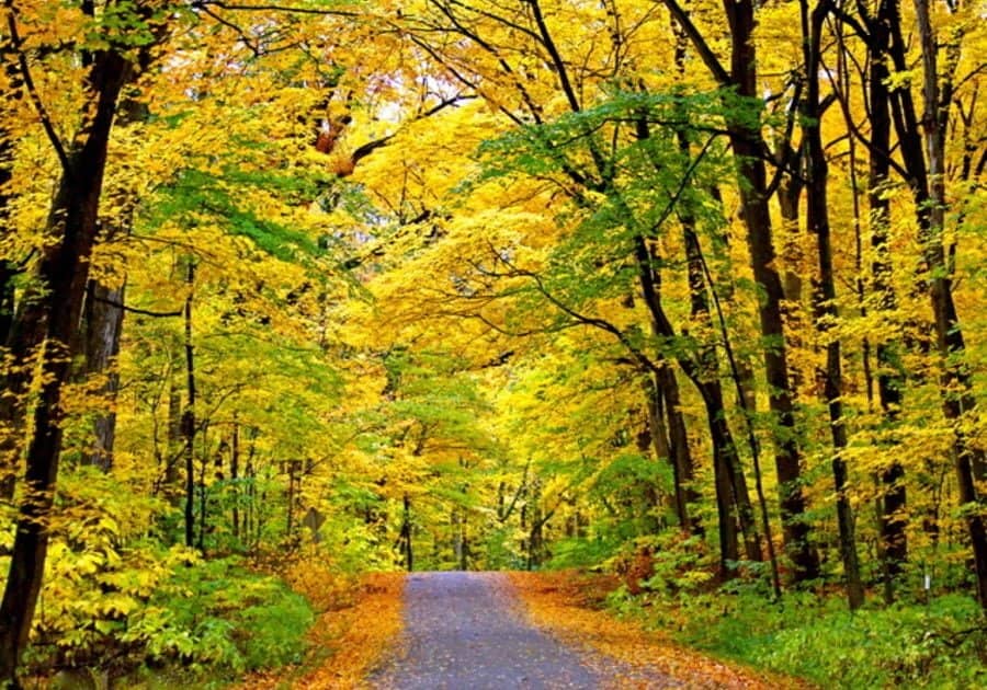 Chapel of the Templed Trees