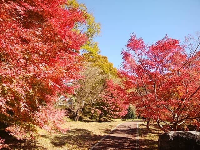 Paddle Boat Adventure