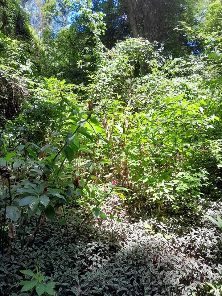 Tranquil Greenery