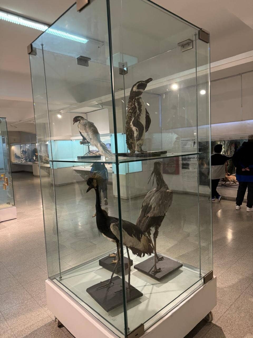 Dinosaur Skeletons