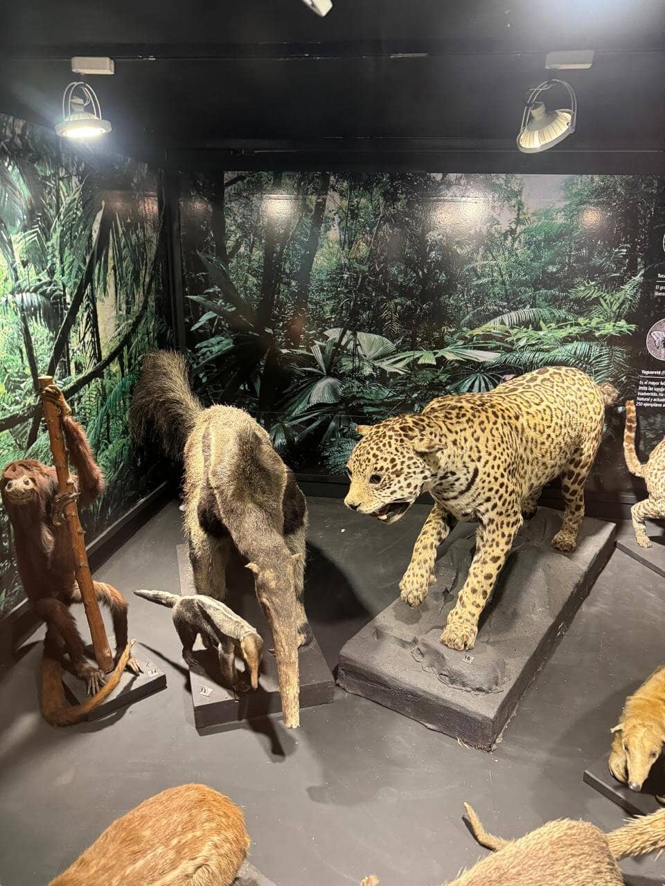 Anthropological Displays