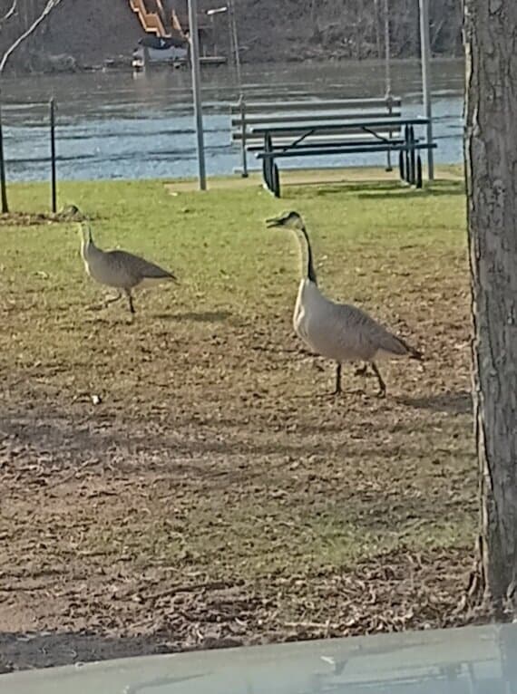 Lutz Park