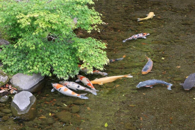 The Iconic Japanese Garden