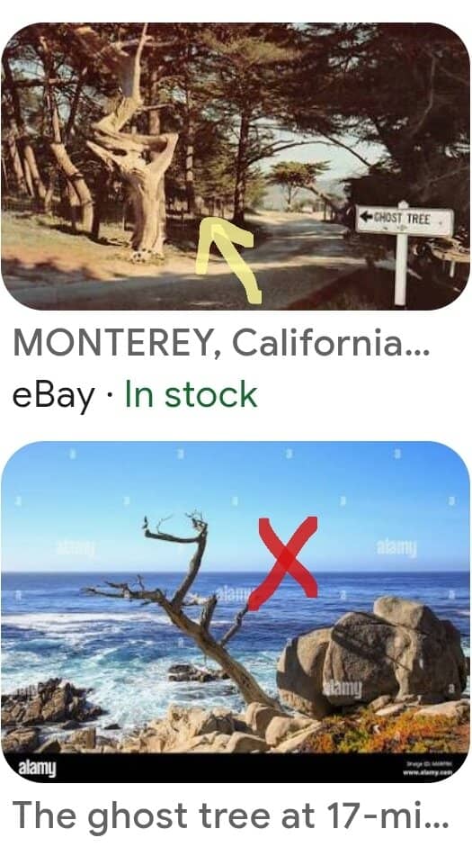 The Iconic Ghost Trees