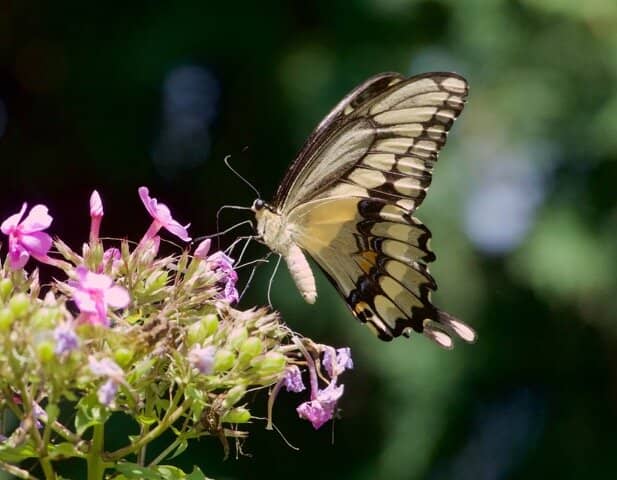 Native & Exotic Plant Collections