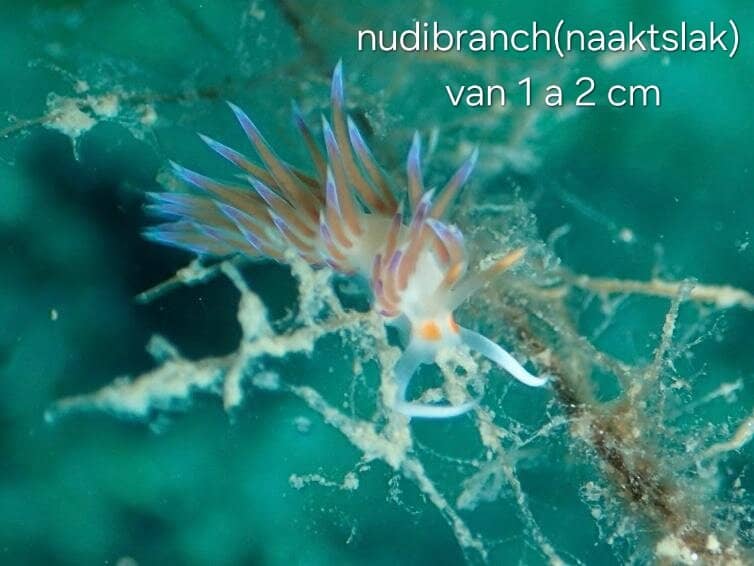 PADI Open Water Course