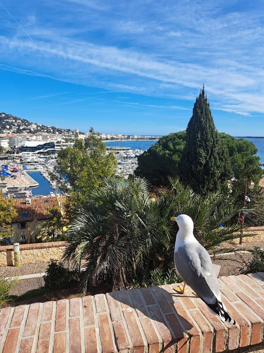 Panoramic City Views