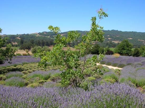 Scenic Grounds & Views