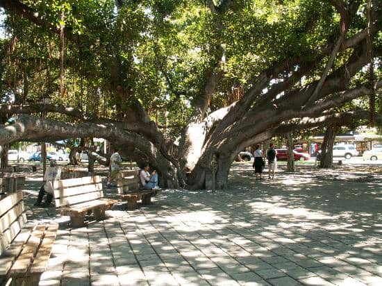 The Majestic Banyan Tree