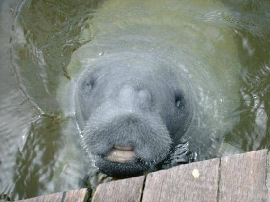 Explore the Tranquil Laguna Guerrero