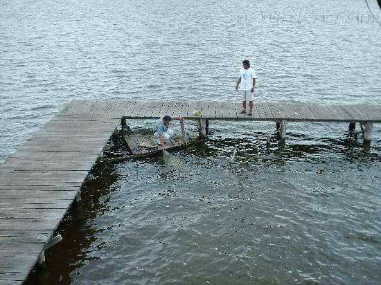 Meet Daniel, the Resident Manatee